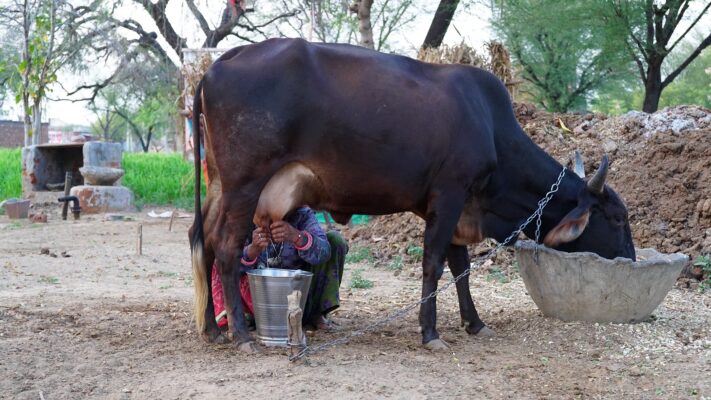 गाय और भैंस के दूध में फैट कैसे बढ़ाये : देशी नुस्खे - Village Vasi