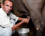 Increase cow and buffalo milk