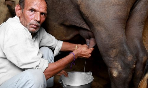 increase cow and bufallow milk