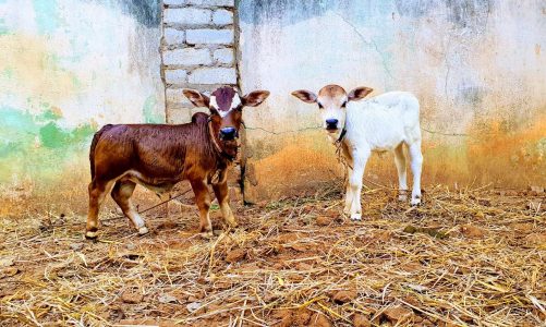 दुनिया की सबसे छोटी गाय की नस्ल, केवल इसी गाय के दूध का इस्तेमाल होता है तिरुपति बाला जी के मंदिर में