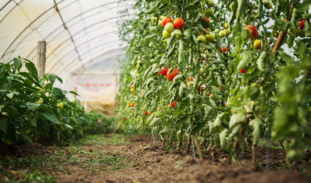 greenhouse pre seasonal farming resize