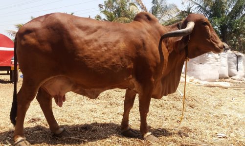 गाय की एक ऐसी नस्ल जो 50 लीटर प्रतिदिन तक देती है दूध, व्यापारी कमा रहे अच्छा मुनाफा
