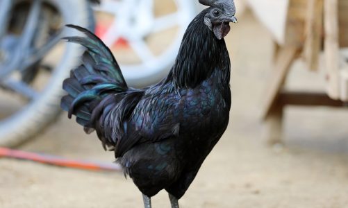 kadaknath hens full black hen