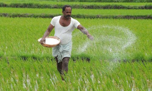 जल संरक्षण करने रबी में धान फसल नहीं लेंगे पेंडरवानी के किसान