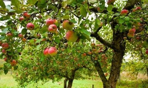 नौकरी छोड़ चुनी खेती की राह, कड़ी मेहनत से लहलहाने लगा सेव का बगीचा