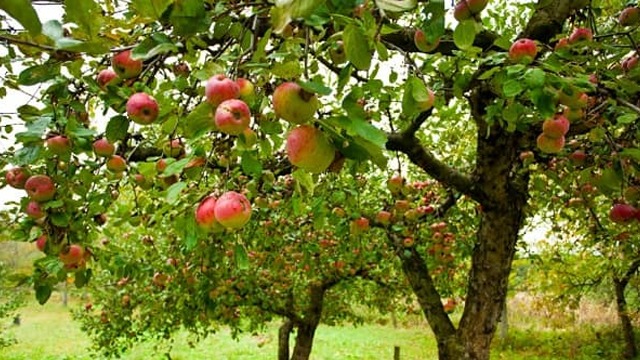 Apple Garden