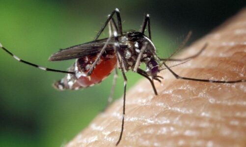 Symptoms of Dengue and Malaria