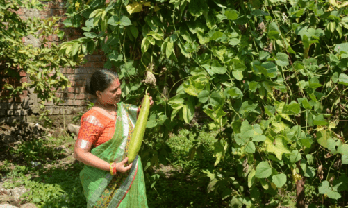 होम कंपोस्टिंग के माध्यम से सरला देवी कर रही हैं अपने पेड़-पौधों को पोषित
