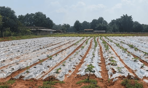 रायपुर: गौठानों में अब मल्चिंग विधि से सब्जी की खेती शुरू