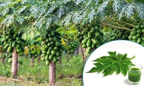 Papaya leaves are the best cure for dengue