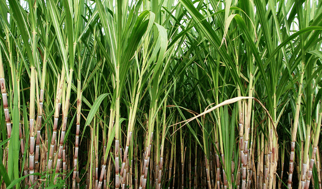 Sugar Production may decrease in india