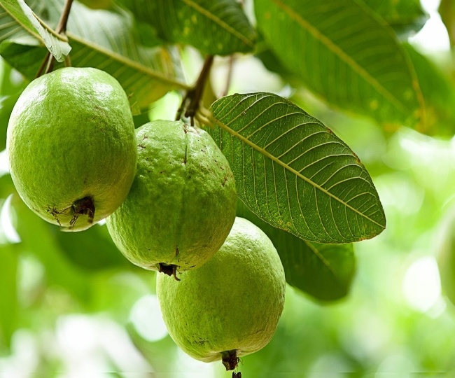 benefits of guava