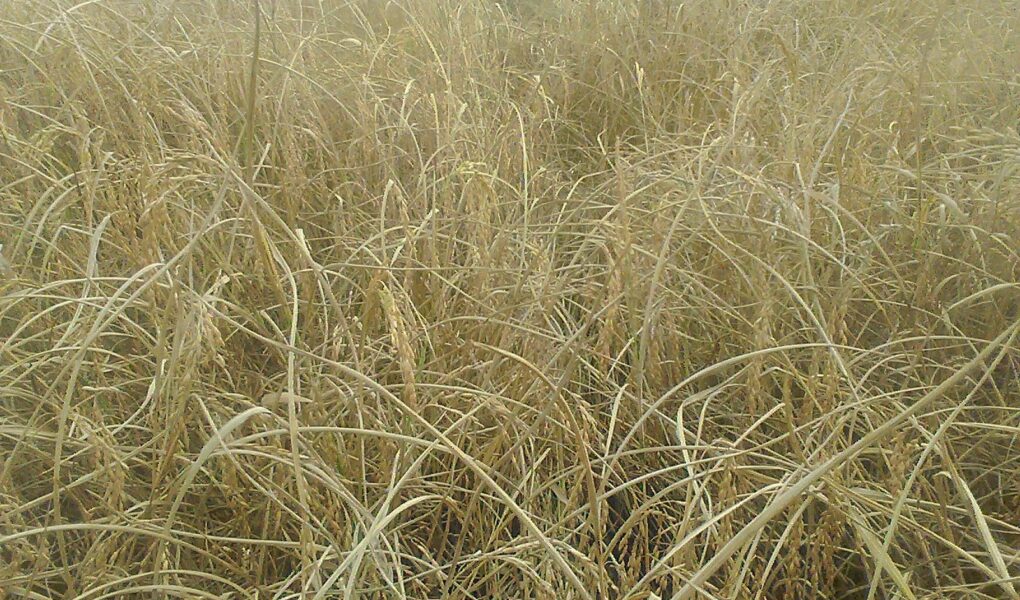 Brown months attack on paddy crop