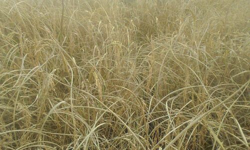 Brown months attack on paddy crop