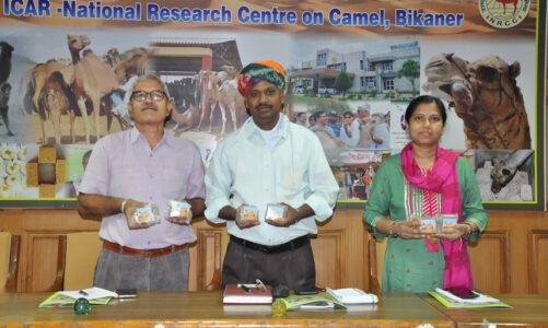 Camel milk and millet mixed new milk product released