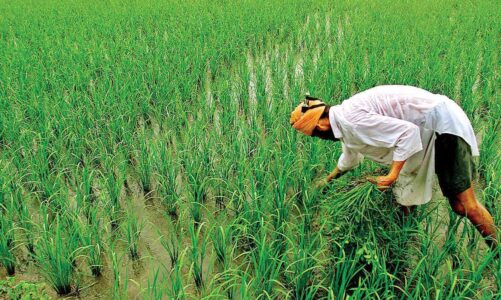 दिवाली से पहले किसानों को सरकार देगी बोनस, जानें क्या है सरकार का प्लान…