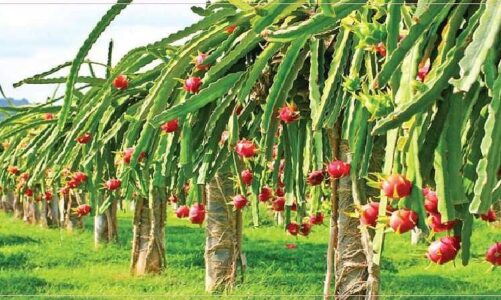 ड्रैगन फ्रूट (Dragon Fruit) की खेती से कमा सकते हैं लाखों रुपये… जानें कैसे की जाती है खेती