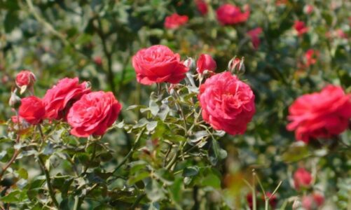 कैसे और किस जलवायु में करें गुलाब की फूलों की खेती, आइए जानें