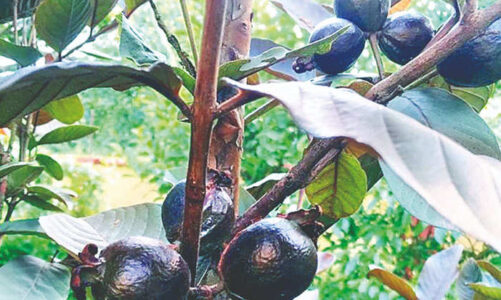 6 Benefits of black guava: देखा है कभी काला अमरूद, जानें काले अमरूद के गुण और लाभ