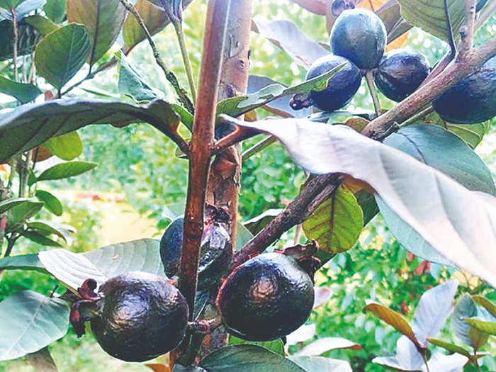 Benefits of black guava