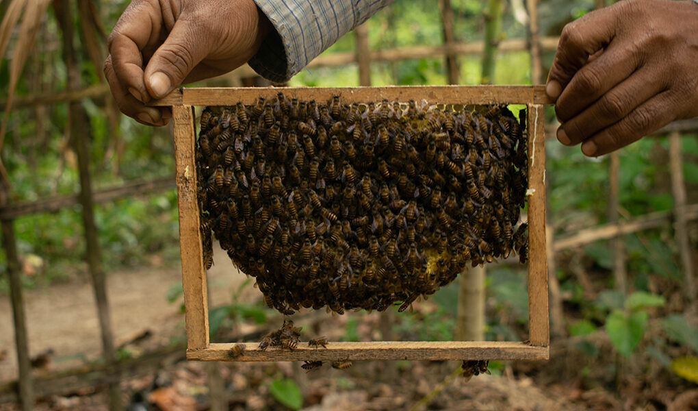 Bee Farmers
