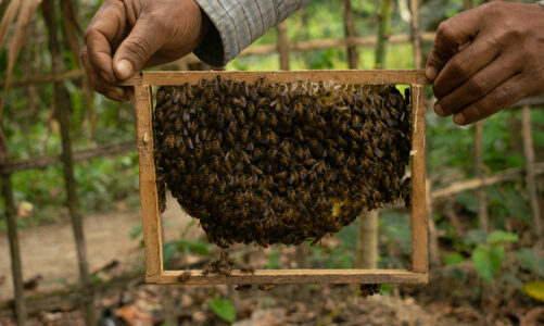 Bee Farmers
