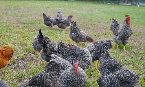 Plymouth Rock chicken: 365 दिन में 250 अंडे देने वाली मुर्गी (Poultry Farming)