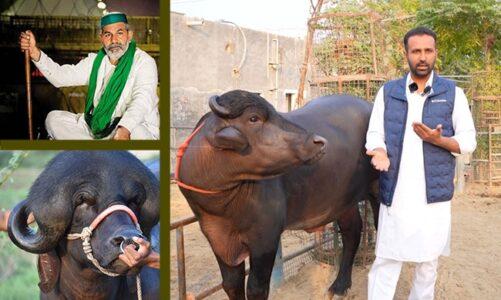 Tikait bull from punjab