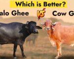 गाय और भैंस में क्या अंतर है 