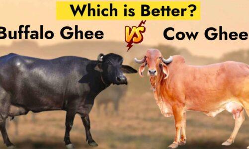 गाय और भैंस में क्या अंतर है 